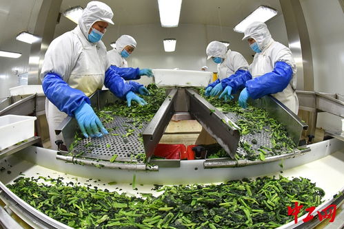 江蘇連云港 探訪食品加工企業的創新與發展